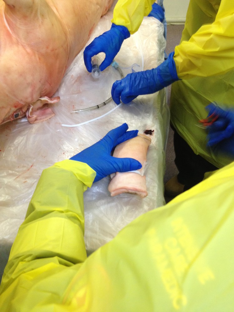 Pork belly wrapped surgical airway model!