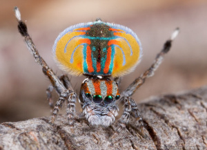 Dance all you like tiny peacock spider, still wary. [via Jurgen Otto on Flickr under "Some Rights Reserved CC licence 2.0]