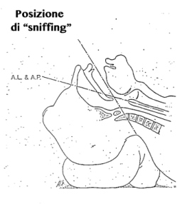 Sniffing position